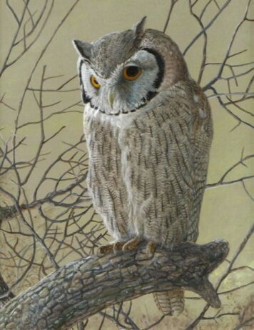 Northern White Faced Scops Owl By Barry Kent MacKay